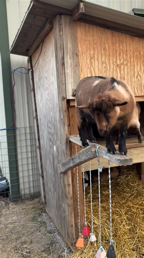 Looking for goats that are more than just livestock? 🐐✨ Our goats are incredibly social, playful, and full of personality the kind that follow you around, greet visitors, and quickly become part of the family. They love human interaction, enjoy being around children, and thrive in environments where they can bond with both people and other animals. These aren’t “hands-off” goats; they’re friendly companions that bring daily joy, laughter, and a lively energy to your home or farm. Sharing life w