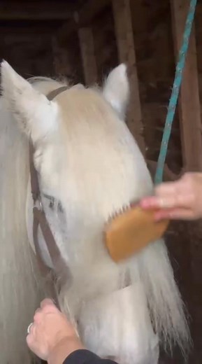 Our Moore-gestic Miracle Oil is so much more than a hot oil treatment! I use it on Ghost’s mane and tail to keep them silky, hydrated, and naturally glossy. 🍎 Pomegranate oil repairs & restores, 🍊 Sweet orange boosts shine, and 🌸 Ylang-ylang promotes growth and softness. Use it warm as a deep hot oil treatment or daily for that lasting shine and condition. Because every cob deserves that Touch Moore care 🪶💛 https://atouchmooreltd.com/Moore-Gestic-Micacle-Oil-p666057785 | A Touch Moore