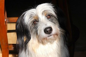 How Do Dogs Hear So Well? (Frequencies of Up to 45,000 Hz!) - Petful