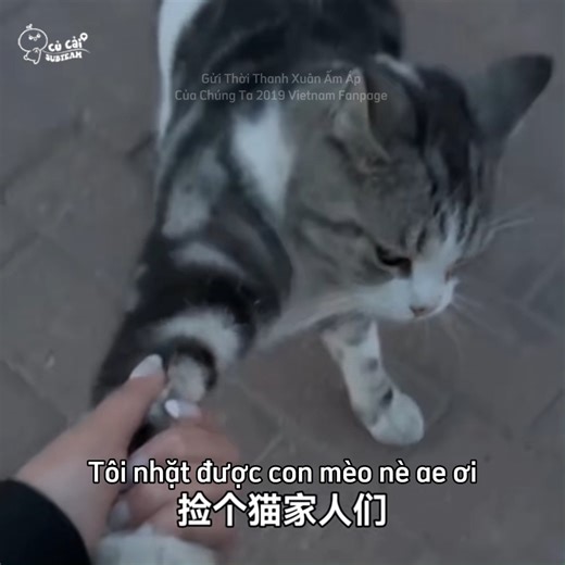 Nuôi người có hại cho mòe 🥹 #ThanhVuTV | Gửi Thời Thanh Xuân Ấm Áp Của Chúng Ta 2019 Vietnam Fanpage