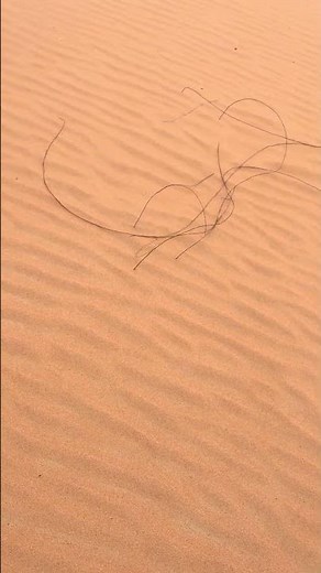Desert Plant Root Systems: How Plants Survive in Extreme Arid Environments #drylandecology #plants