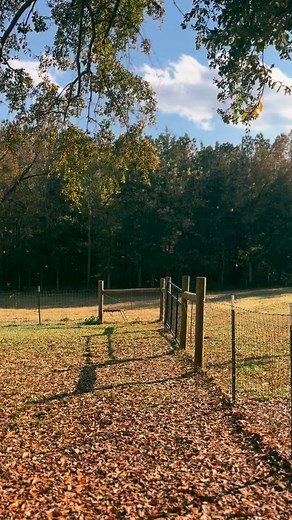 Duck season is brewing 😌💨🦆🐕‍🦺 #lcr #longcaneretrievers #boardandtrain #obedience #dogobedience #gundog #retriever #gundogprogram #duckseason | Long Cane Retrievers