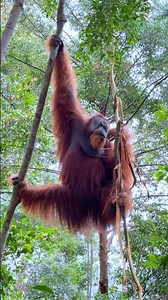 Bukit Lawang Jungle Trekking in Sumatra I Wild Orangutans 🦧