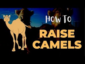 How To Raise Camels