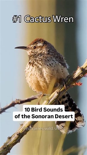 Navarre Marshall on Instagram: "Which of these 10 desert bird sounds did you like the most? The Sonoran Desert is full of unique bird calls that instantly give me nostalgia when I hear them. I filmed most of these bird sounds in Saguaro National Park, Madera Canyon or other areas around Tucson, Arizona. There are many unique bird species there that mostly only live in Mexico or Central/South America. But the northernmost point of their range maps extends to southern Arizona, southern Texas, New