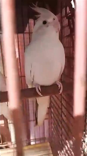 Lovely Cockatiel Ready for Adoption