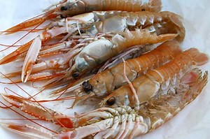 NEPHROPS PROCESSORS GROUP POSITION STATEMENT ON FIPS AND MARKET