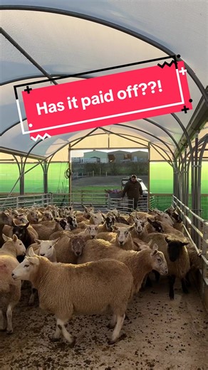 Scanning Day at Dalscone Farm: Investment Results Revealed