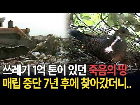 "I thought all life was gone.." The shocking transformation of Nanjido, a mountain of trash, 7 ye...