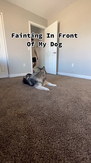 Fainting in front my dog to see his reaction! Bandit was full of emotions… #dogreaction #petreaction