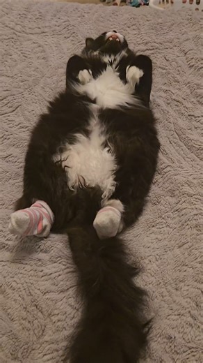 When tge toe beans get cold I slip on a pair of these bad boys 🧦🐾🤪 #socks #tuxedocat #cat