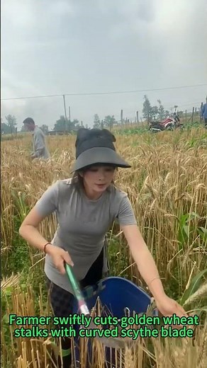Scythe Wheat Harvesting! Manual Cutting × Field Efficiency × Farming Techniques