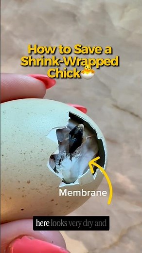 How to Save Your Shrink Wrapped Chick! 🐣✅ #hatching #babychicks #farmlife