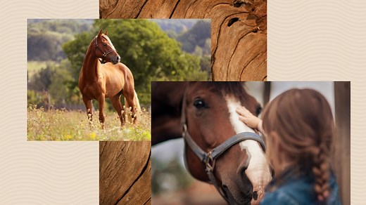 How horses help humans heal and thrive