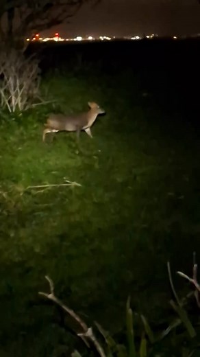 A circuit of the island after dark just before leaving revealed at least fifteen of our elusive Muntjac deer, the only land mammal found on Steep Holm (we do get bats). They usually disappear before you can get a picture, but this one held a little longer in the torchlight. The population is estimated to be around 45 animals, thriving and in good condition feeding on the lush vegetation. | Steep Holm Island