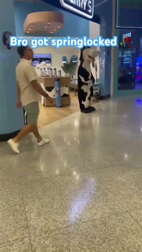 Cow getting springlocked 🥀🥀🥀filmed by me