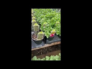 Visiting Landis produce nursery in Alturas, California