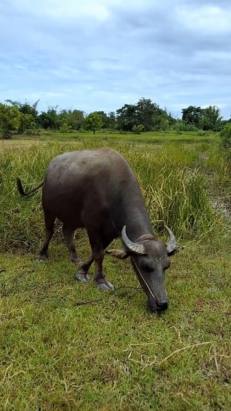 Buffalo Breeds for Kids 🐃 | Learn Different Buffalo Breeds #shorts #education