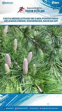 How Do Pine Trees Adapt to Their Environment? Science Material