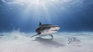Do Sharks Have Bones - Discovery UK