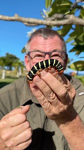 5.8K views · 287 reactions | All it takes is a little time for a Sphinx Moth to grow into a Huge caterpillar! #animalworld #wildlife #reels | Ivan Carter | Facebook