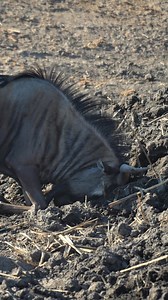 Blue Wildebeest at Etosha National Park in Namibia. #namibia #etosha #wildebeest #safari #travel #wildlife #traveller #visitnamibia #africansafari #explore #wildlifephotography #madbookings | Nwrnamibia