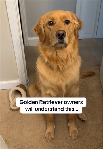 Golden owners tap in ⬇️ #goldenretriever #goldenretrieverlife #goldenretrievers