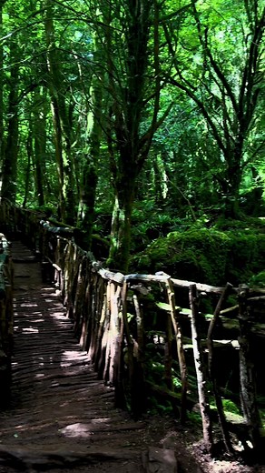 Puzzlewood Coleford: Merlin filming location and ancient woodland
