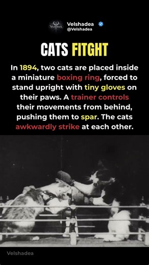 The Disturbing Cat Boxing Match Caught on Camera #shorts