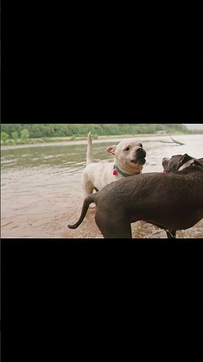 The American Staffordshire Terrier: Legend vs. Reality 🐾 #AmStaff #Pitbull #DogExpert