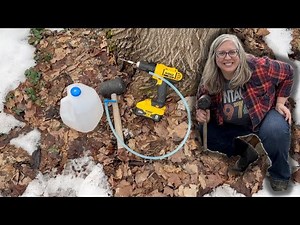 Beginner's Guide to Tapping Maple Trees for Syrup
