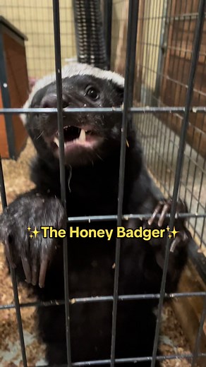 Understanding the Honey Badger: Nature's Fiercest Animal