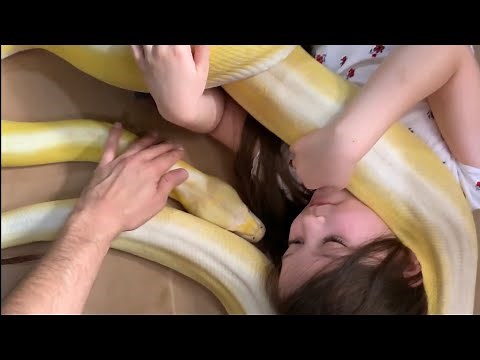 Reticulated Python gets tangled up with my 8 year old