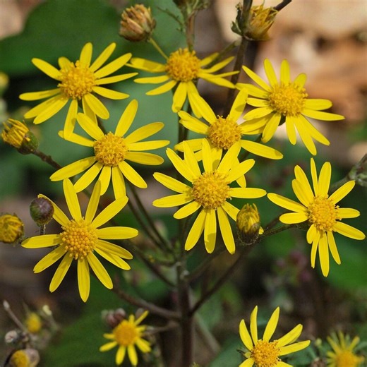 Golden Ragwort Seeds 75 Packera Aurea Native Perennial Wildflower Shade Garden Pollinator Plant - Etsy