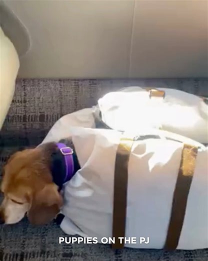 From Labs to Luxury: JETSETTING BEAGLES! 🐶✨ Milo (formerly Sprouts), Boots (formerly Ash), and George (formerly Walnut) were all recently rescued from animal testing. These lucky pups didn’t just carpool, they jetpooled on a private plane to their new foster and adoptive homes! How adorable are they on their flight to freedom? ✈️🐶 Milo flew home with his new mom and went straight to his forever home, where he now has two furry siblings to play with. Boots and George, a bonded pair, traveled to