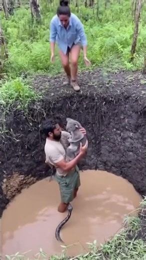 Terrifying moment: snake attacks koala, tourist jumps in! 😨 #koala #shorts #animals #animalrescue
