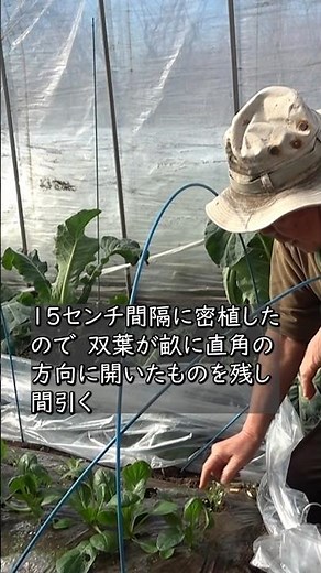 【家庭菜園】間引き工夫で15センチ密植も可能 おまかせ菜園フクダ流