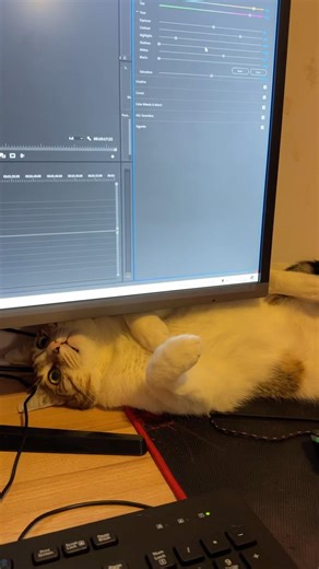 The Cat destroys the computer 🐱