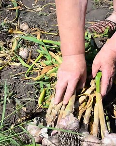 Absurde: Qysh Kosova po importon hudra nga Kina! | Gazeta Fol Drejt