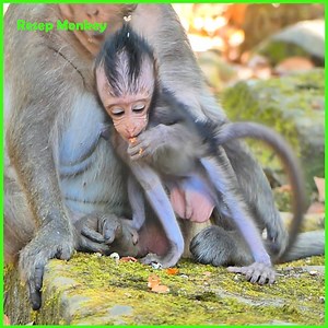 42K views · 458 reactions | The mother unexpectedly bit her baby too firmly during the weaning process, resulting in the poor little one crying out loudly in pain!! | RESEP Monkey | Facebook