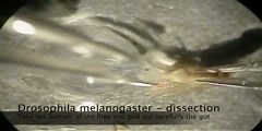 Dissection of a Drosophila