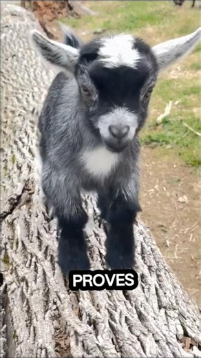 The World’s Cutest Little Goat? Pygmy Goat! | Learn Animals With Gen Z #shorts#animals#goat