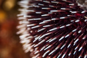 Flora and Fauna of Dalmatia: Counting Arms of Seastars or Looking for the Good Luck Plant - Total Croatia