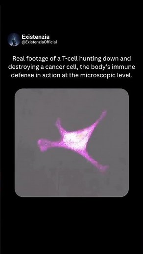 T-Cell Eliminates a Cancer Cell Under the Microscope