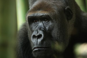 Glorious Gorillas | Lincoln Park Zoo