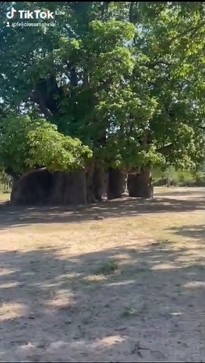 Visite o Maior Figueira-Baobá de Angola em Péu-Péu