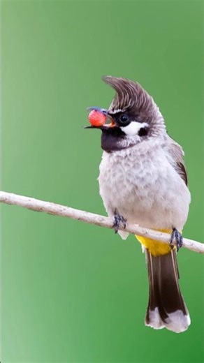 67.himalayan bulbul