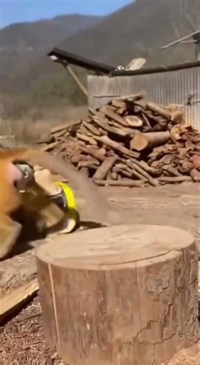 The apprentice cat definitely failed the exam today... 😂