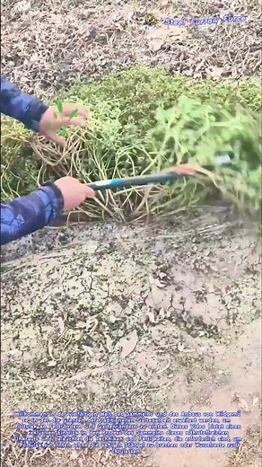 Portulak ernten: Die Kunst, wildwachsende essbare Grünpflanzen auf dem Feld zu sammeln