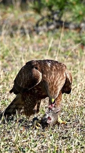 “Hawk Hunts Squirrel in Seconds 😳 Real Wildlife Attack”#usa
